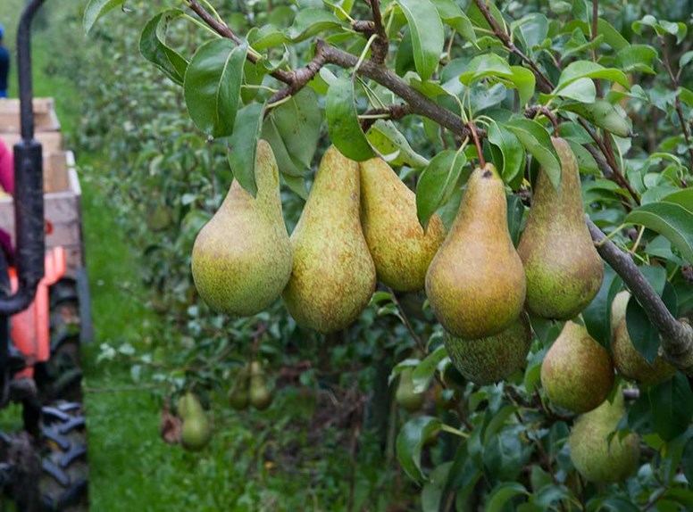 Perenpluk in Zeeland