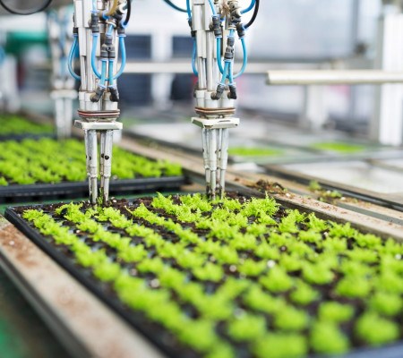 kweken varens vitroplus