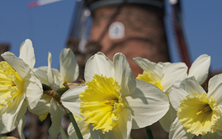 Narcissen met molen op de achtergrond