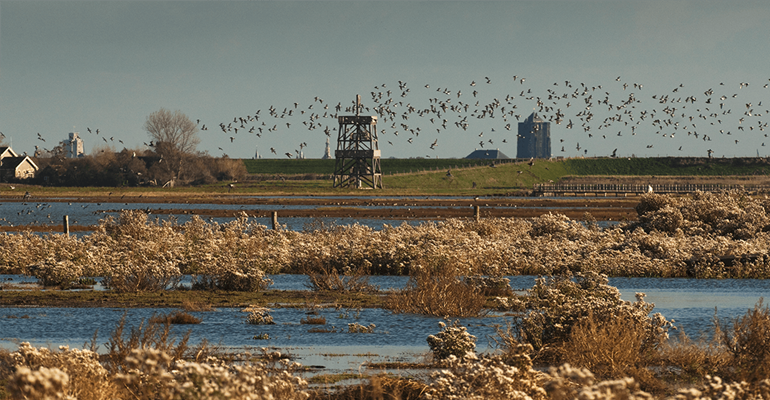 Wandelnetwerk Langs water en land brengt je langs alle mooie plekken van Schouwen-Duiveland. Wandelen Schouwen-Duiveland