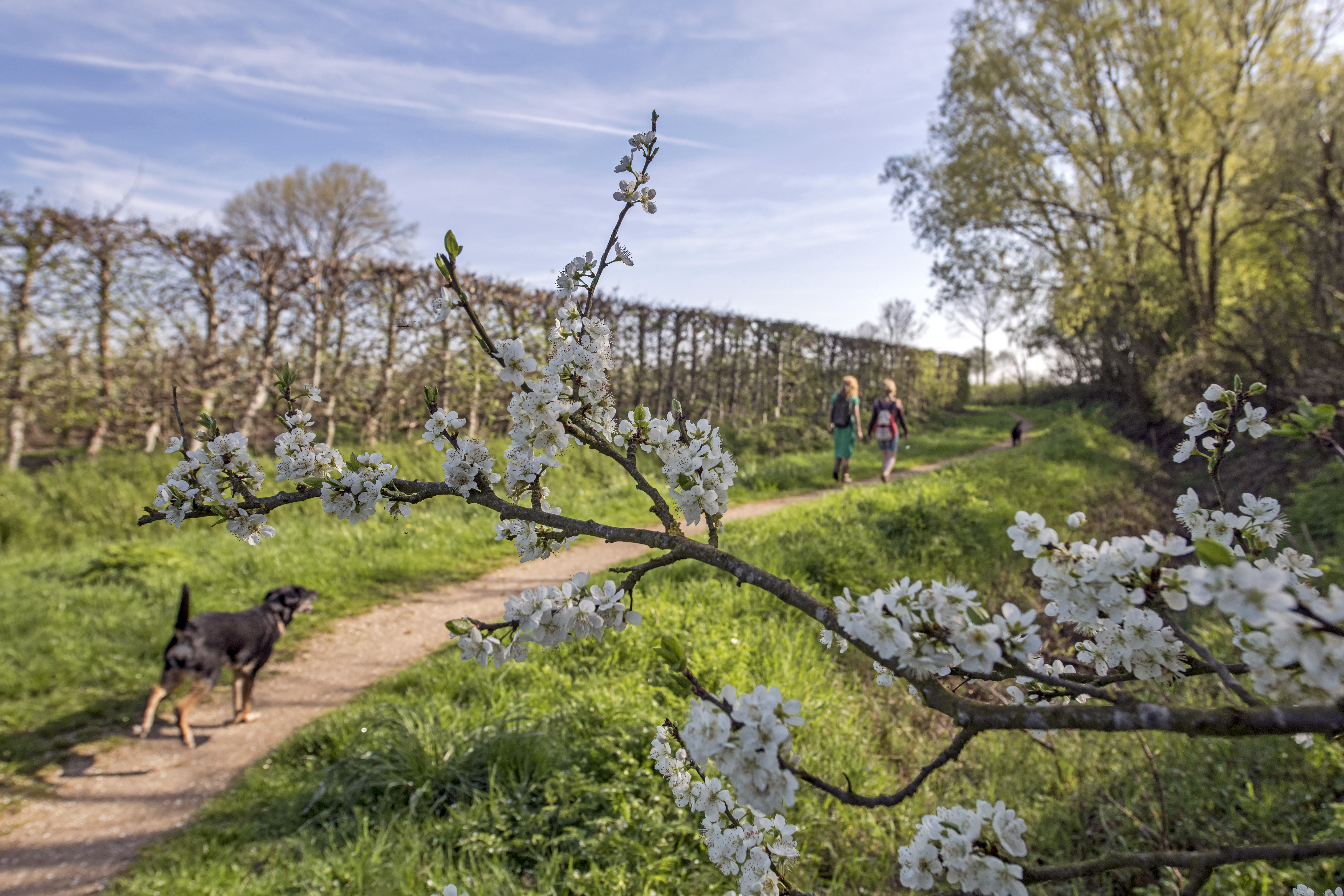 Floraison en Zuid-Beveland