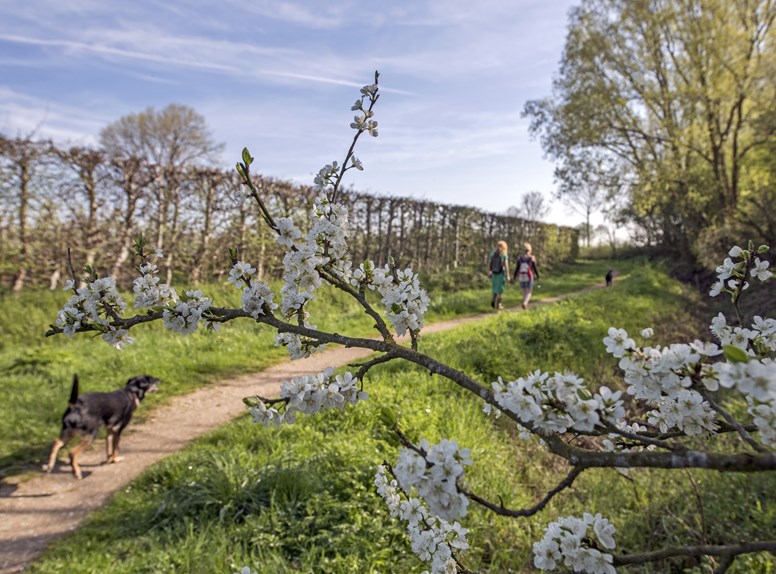 Floraison en Zuid-Beveland