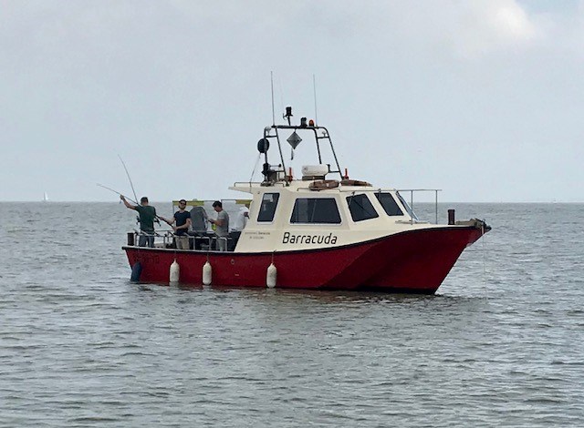Zeevissen Noordzee Baracuda