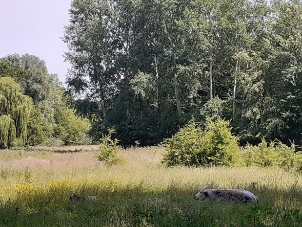 Naturschutzgebiet Schuddebeurs