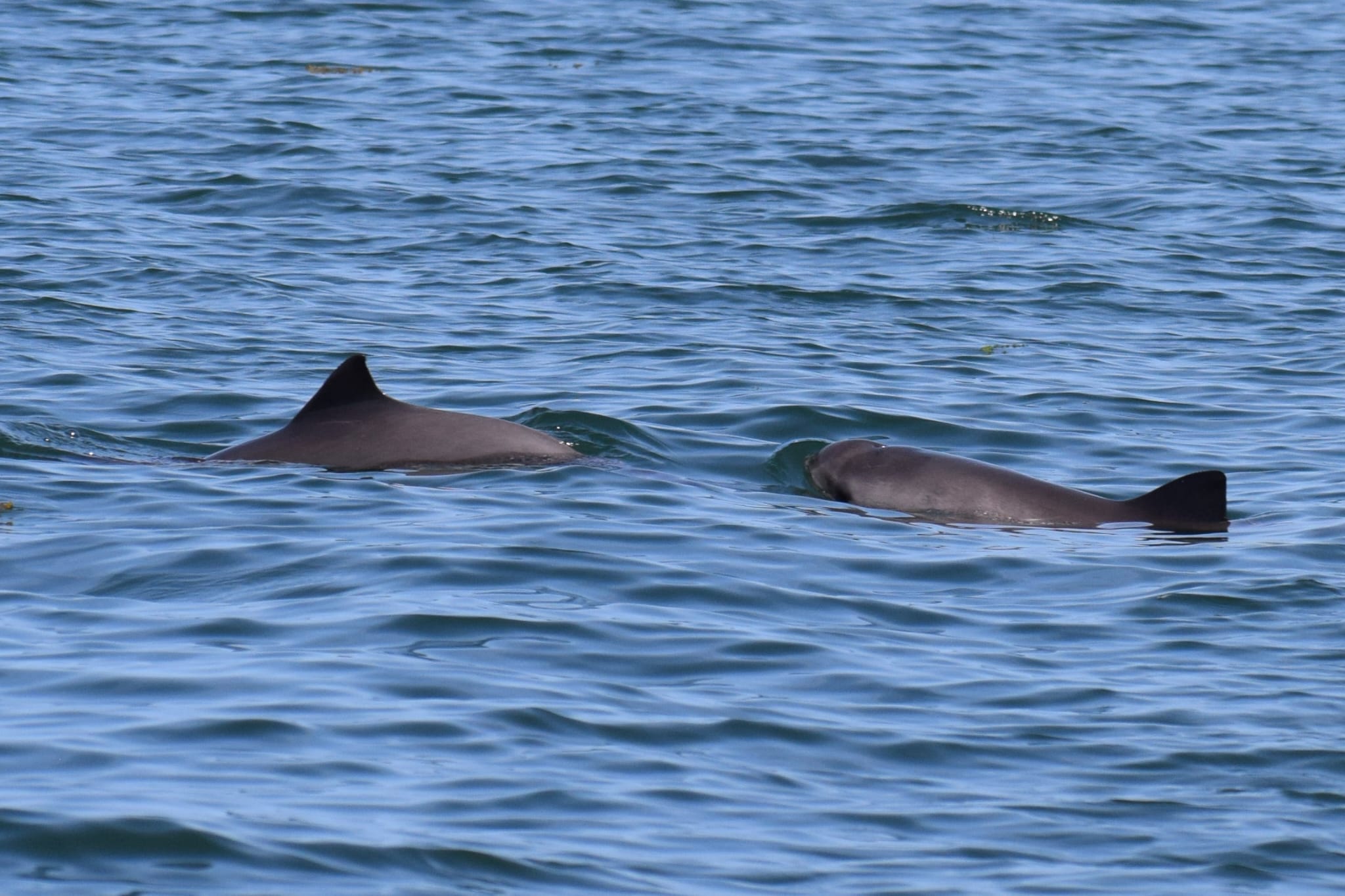 Porpoises in the Oosterschelde