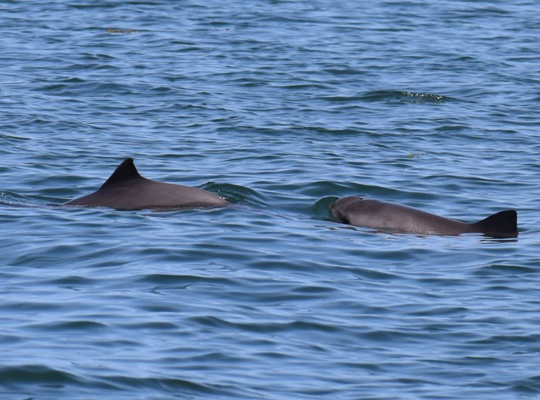 Porpoises in the Oosterschelde