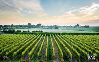 Wijnhoeve de kleine schorre, zonsopgang wijngaard