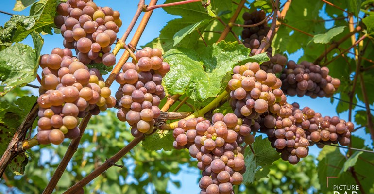 druiven, wijngaarden in Zeeland